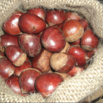 Natural Sweet High quality Organic Chestnuts