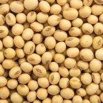 Top Quality USA Organic Non-Gmo  Soyabean Seeds