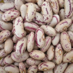 High Quality Light Speckled Kidney Beans