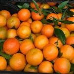 Best Grade Fresh Valencia Oranges